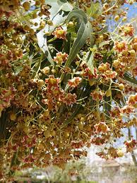 Image result for Brachychiton populneus