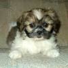 These puppies are half shih tzu and half yorkie, or shorkie. 3