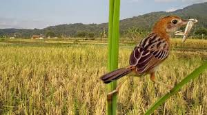 Download song kangna, nomcebo zikode bayabuza abantu fakaza, suara burung cici padi, secawan. Suara Burung Cici Padi Gacor Untuk Pikat Atau Masteran Youtube
