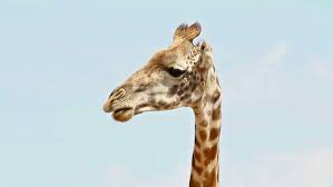 What do predators eat giraffes? Giraffe Eating Grass Close Up Stock Footage Video 100 Royalty Free 11220977 Shutterstock