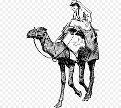 Sorry, the video player failed to load. Baktrische Kamel Dromedar Reiter Pferd Clipart Kamel Clipart Png Herunterladen 572 800 Kostenlos Transparent Kunst Png Herunterladen