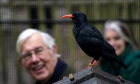 Red-billed chough: Rare bird returning to Kent after 200 years of  extinction