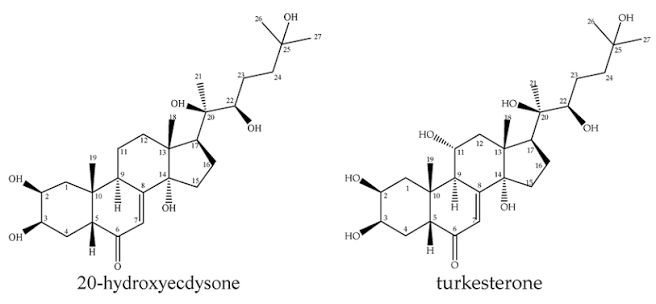 Turkesterone And Ecdysterone 