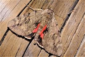 Image result for Catocala electa