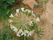 Image result for Pelargonium luridum