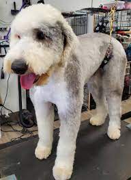 (8 days ago) canine cottage. Rufus Best O E Sdog Lisa S Pampered Paws Pet Grooming Facebook