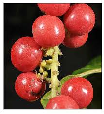 Image result for Allophylus abyssinicus