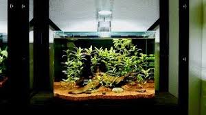 This is the first day that i put fish in there.some fish that i added in this nano tank aqua. Best Of Hygrophila Polysperma Free Watch Download Todaypk