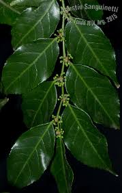 Image result for Casearia gladiiformis