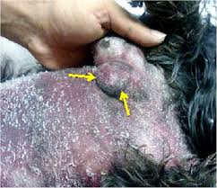 Image result for mastocytoma in dogs