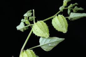 Image result for Physalis lagascae