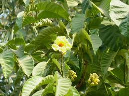 Image result for Markhamia lutea