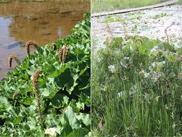 Image result for Gunnera perpensa