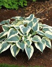 We ship within and outside metro manila! 13 Best Hosta Halcyon Sports Ideas Hostas Hosta Halcyon Plants