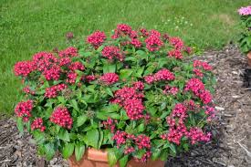 Image result for Pentas schumanniana