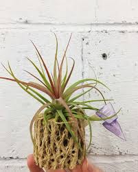 Get to the root of how to make these plants thrive in your home. Our Favorite Ways To Display Air Plants Retro Den Vintage Furniture And Homewares