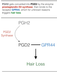 New hair follicles growth with pgd2 blocker. Prostaglandin D2 Miracle Hair Loss Discovery Or Just Another Sign Of Inflammation Perfect Hair Health
