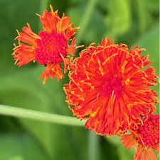 Image result for Emilia coccinea