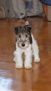 199 Best Dog Patterns Images On Fox Terrier Puppy Wirehaired Fox Terrier Wire Fox Terrier
