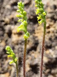 Image result for Holothrix villosa