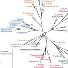 Image result for Polystachya calluniflora