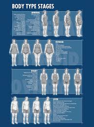 Drberg Body Type Stages Body Types Health Fitness Body Health