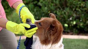 Maybe you would like to learn more about one of these? How To Get Skunk Smell Off Your Dog And Yard Petco Youtube