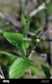 Image result for Tragia