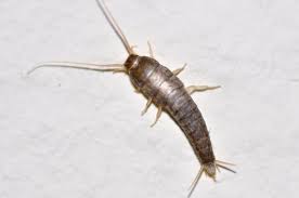 Was Tun Bei Silberfischen Im Bad Und In Der Kuche Silberfische Ungeziefer Im Haus Fische