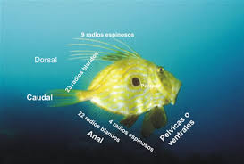 Resultado de imagem para gnatostomados