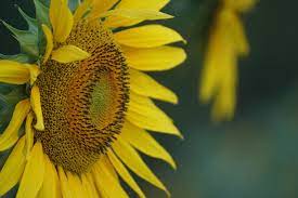 Moonflower Moon Flower Sunflower Plants