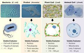We did not find results for: Magnification Bioninja