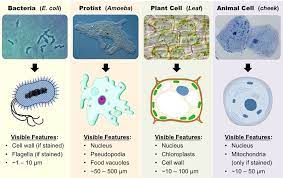 Maybe you would like to learn more about one of these? Magnification Bioninja