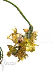 Image result for Polystachya undulata