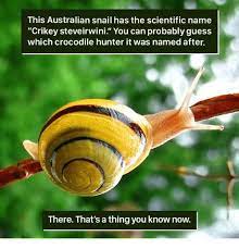 This Australian Snail Has The Scientific Name Crikey Steveirwini You Can Probably Guess Which Crocodile Hunter It Was Na Snail Crocodile Hunter Animal Crackers