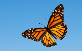 Free download 3d wallpaper hd for laptop pretty butterfly pictures image information: Butterfly Laptop Aesthetic Wallpapers Wallpaper Cave