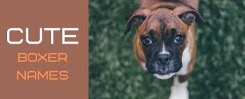 100 Rough And Tough Boxer Dog Names Pethelpful