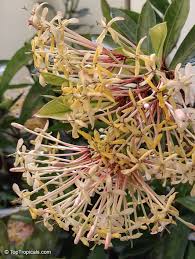 Image result for Ixora seretii