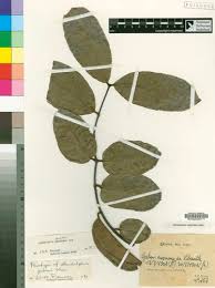 Image result for Landolphia owariensis