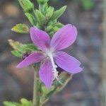 Image result for Hibiscus meyeri