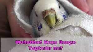 Muhabbet Kusuna Banyo Yaptirilir Mi Youtube