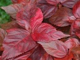 Image result for Acalypha