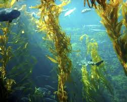 Helps the functioning of the thyroid iodine is essential for the. What Is Sea Kelp Blog Healthy Options