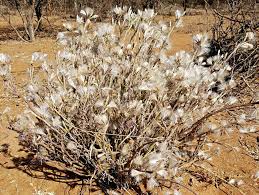 Image result for Kleinia longiflora