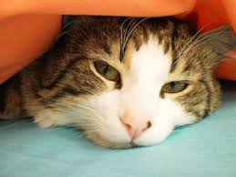 cocugumla eglenirken kedi sahibi iken bebek sahibi olmak kedi bebek