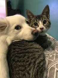 Cats And Dogs Cute Cats And Dogs Cat And Dog Together Cat Dog Cat And Dog Cute Cat And Dog Friends Cat Lo Cute Cats And Dogs Cute Animals Cute Dogs