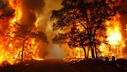 The Year that Shook the Rich: A Review of Natural Disasters ...