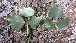 Image result for Erythrina afra
