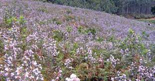 By london swaminathan (swami_48@yahoo.com or swaminathan.santanam@gmail.com). Neelakurinji Blooms On Kodaikanal Hills Neelakurinji Flower Bloom Idukki Tamil Nadu Kurinji Flowers