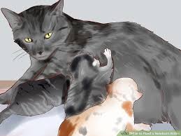 How To Feed A Newborn Kitten 15 Steps With Pictures Wikihow